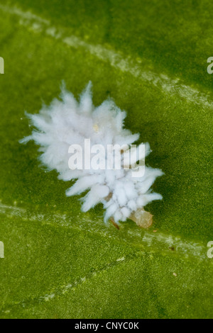 Mistkäferfräuleins (Scymus spec.), Larven ernähren sich von Blattläusen, Deutschland Stockfoto