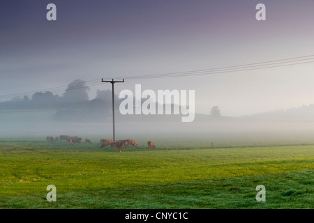 Hausrind (Bos Primigenius F. Taurus), Herde Kühe auf einer Weide im Morgennebel bei Sonnenaufgang, Vogtlaendische Schweiz, Vogtland, Sachsen, Deutschland Stockfoto