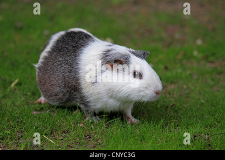 Cavia, Meerschweinchen (Cavia spec.), auf Wiese Stockfoto