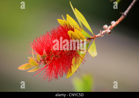 Rote Bottlebrush, Wehklagen Bottlebush (Zylinderputzer Citrinus), Blütenstand Stockfoto