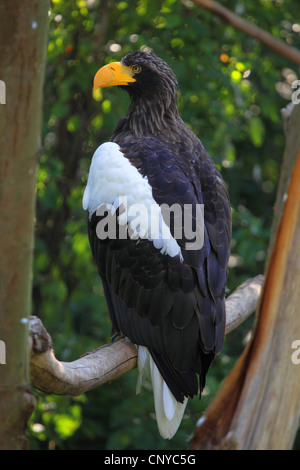 Steller der Seeadler (Haliaeetus Pelagicus), auf einem Ast Stockfoto