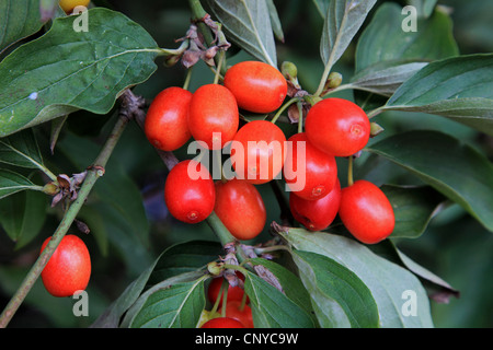 Cornelian Cherry Wood (Cornus Mas), Zweig mit Früchten, Deutschland Stockfoto