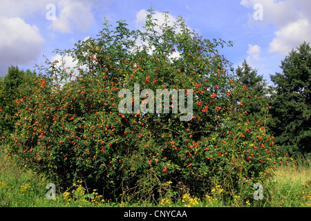 Hundsrose (Rosa Canina), Fruchtbildung, Deutschland Stockfoto