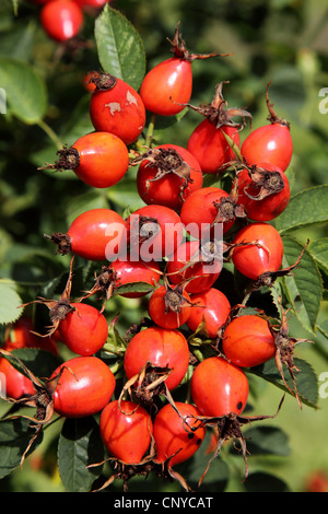 Dog rose (Rosa Canina), Hagebutten, Deutschland Stockfoto