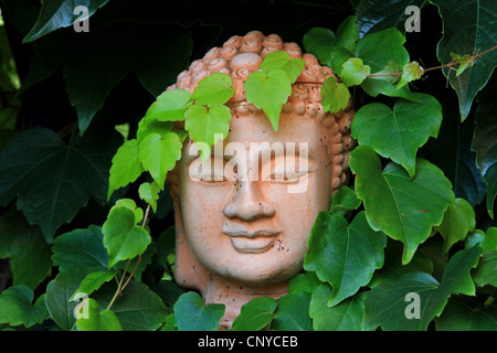 Boston-Efeu, japanische Schlingpflanze (Parthenocissus Tricuspidata), überwucherten Buddha-Statue, Deutschland Stockfoto