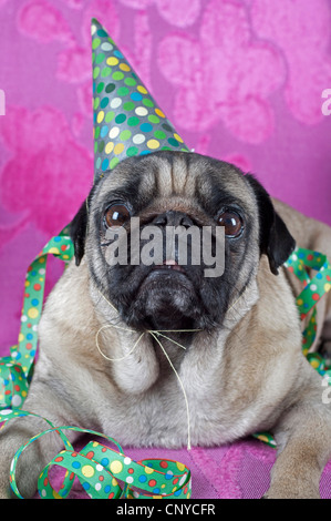 Mops (Canis Lupus F. Familiaris), Mops feiert party Stockfoto