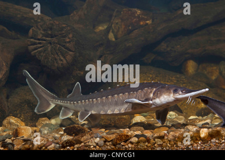 Atlantischen Stör (Acipenser Oxyrhynchus), auf den Kies Boden eines Wassers Stockfoto