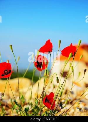 Roter Mohn Blumen Wiese über blauen Himmelshintergrund, Wildblumen-Feld Stockfoto