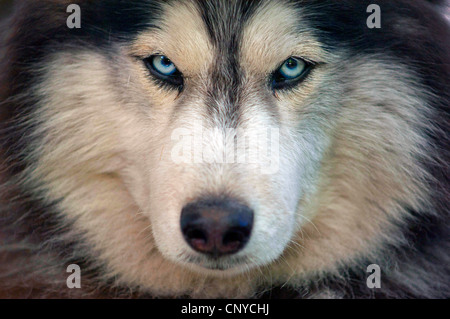 Alaskan Husky (Canis Lupus F. Familiaris), portrait Stockfoto