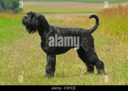 Riesenschnauzer (Canis Lupus F. Familiaris), auf Wiese stehend Stockfoto