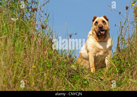 Shar-Pei, chinesische Shar-Pei (Canis Lupus F. Familiaris), sitzen in der Wiese Stockfoto