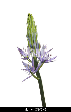 Stacheligen sternförmige blaue Blüten eine Camassia Caerulea Pflanze isoliert gegen weiß Stockfoto