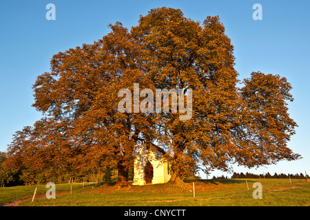 gemeinsamen Rosskastanie (Aesculus Hippocastanum), im Herbst mit Kapelle, Deutschland, Bayern Stockfoto