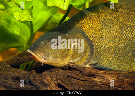 Schleie (Tinca Tinca), Portrait auf abgestorbenem Holz auf dem Wasser-Boden Stockfoto