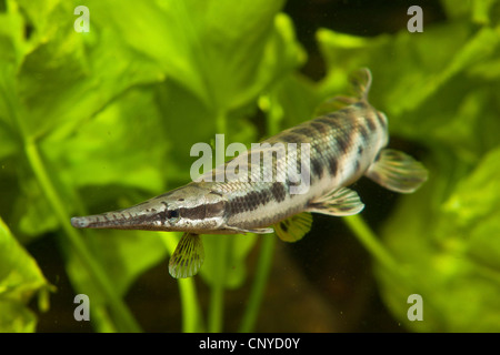 Kaimanfisch (Lepisosteus Oculatus), Schwimmen unter Wasserpflanzen entdeckt Stockfoto