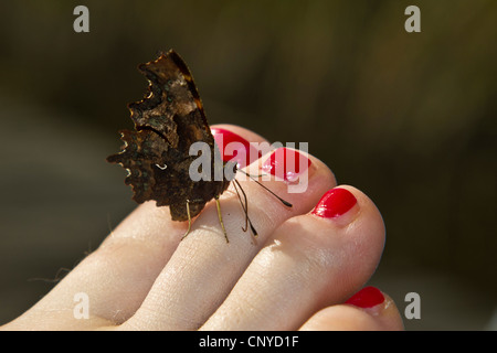 Komma (Polygonia c-Album, Komma c-Album, Nymphalis c-Album), sitzt auf einem Fuß mit den Nägeln bemalt rot saugende Mineralien, Deutschland, Bayern Stockfoto