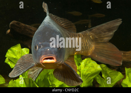 Vorderansicht eines wilden Karpfen, europäischen Karpfen (Cyprinus Carpio), Karpfen, Karpfen Stockfoto