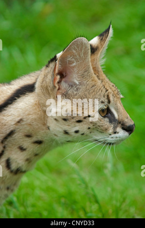 Serval (Leptailurus Serval, Felis Serval), seitliche Porträt Stockfoto