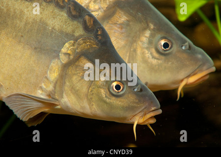 Porträts von zwei Spiegel-Karpfen, Karpfen, Karpfen und europäischen Karpfen (Cyprinus Carpio) Stockfoto