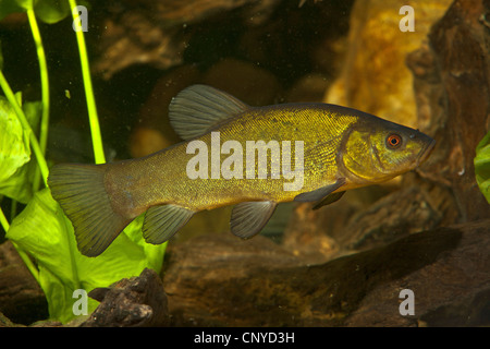 Schleie (Tinca Tinca), Spawner Schwimmen unter Totholz Stockfoto