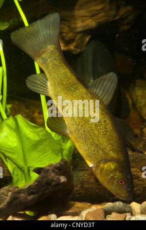 Schleie (Tinca Tinca), Spawner auf der Suche nach Nahrung auf den Kies Boden eines Wassers Stockfoto