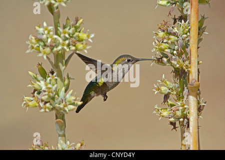 Annas Kolibri (Calypte Anna), weibliche ernähren sich von Nektar der Blume, USA, Kalifornien Stockfoto