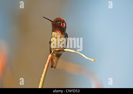 Annas Kolibri (Calypte Anna), männliche ruht auf einem Zweig, USA, Kalifornien Stockfoto