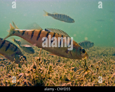 Barsch, Europäische Barsch, Redfin Barsch (Percha Fluviatilis), mehrere Fische auf der Suche nach Nahrung unter Armleuchteralgen, Deutschland, Bayern, See Chiemsee