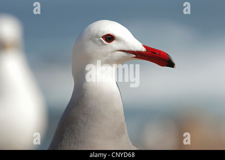 Heermann Möwe (Larus Heermanni), Porträt, USA, Kalifornien Stockfoto