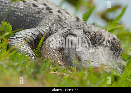 Amerikanischer Alligator (Alligator Mississippiensis), schlafen, USA, Florida, Everglades Nationalpark Stockfoto