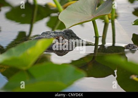 Amerikanischer Alligator (Alligator Mississippiensis), Augen von einem Alligator, USA, Florida, Everglades Nationalpark Stockfoto