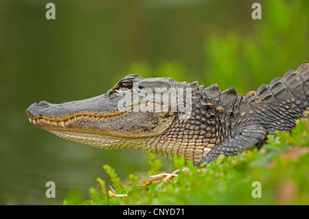 Amerikanischer Alligator (Alligator Mississippiensis), Porträt, USA, Florida, Everglades Nationalpark Stockfoto