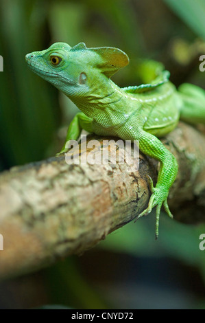 grüne Basilisk, gefiederte Basilisk, Doppel-crested Basilisken (Plumifrons Basiliskos), Basilisk, liegend auf einem Ast Stockfoto