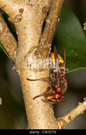 Hornisse, braune Hornisse, Europäische Hornisse (Vespa Crabro), Nibbeln öffnen einen Syringa Zweig, trinken Sie den Saft, Deutschland, Bayern Stockfoto