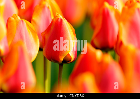 gemeinsamer Garten Tulpe (Tulipa Gesneriana), rote Tulpen Stockfoto