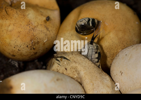 Ringelnatter (Natrix Natrix), Schraffur, Deutschland Stockfoto