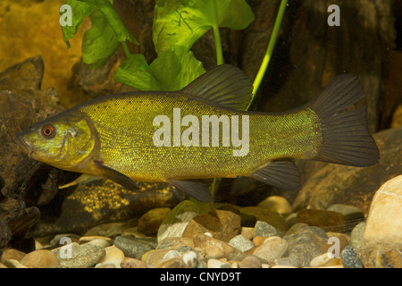 Schleie (Tinca Tinca), Fisch auf den Kies Boden eines Wassers Stockfoto