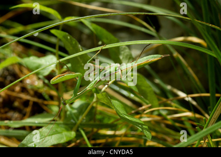 Europäische Jagd Gottesanbeterin (Mantis Religiosa), Männlich, Kroatien, Istrien Stockfoto