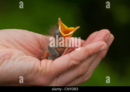 Amsel (Turdus Merula), sitzt immer noch kahl verwaiste Huhn in einer Hand betteln Stockfoto