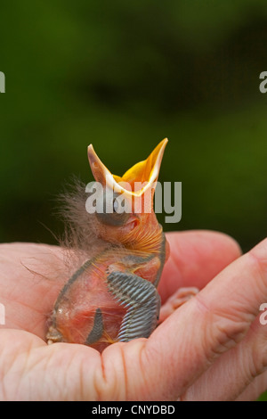 Amsel (Turdus Merula), sitzt immer noch kahl verwaiste Huhn in einer Hand betteln Stockfoto