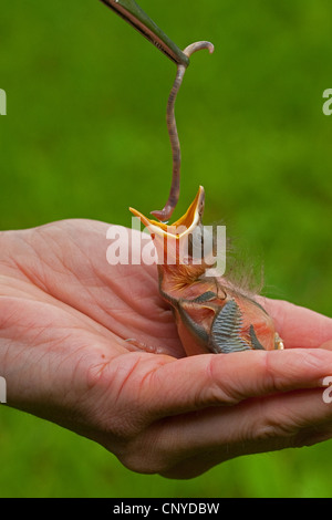 Amsel (Turdus Merula), sitzt immer noch kahl verwaiste Huhn in einer Hand betteln, gefüttert mit einem Erde-Wurm Stockfoto