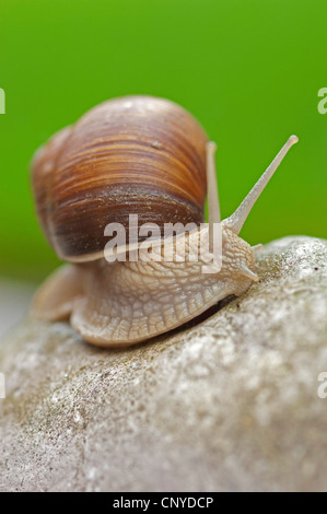 Römische Schnecke, Schnecken, Schnecken Schnecke, essbare Schnecken, Apfelschnecke, Weinrebe Schnecke, Weinberg Schnecke, Rebe-Schnecke (Helix Pomatia), Schnecken Schnecke auf einem Felsen, Deutschland, Bayern Stockfoto