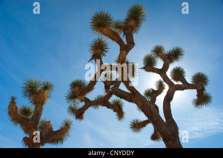 Joshua Tree (Yucca Brevifolia), Äste eines Baumes Joshua gegen blauen Himmel, USA, California, Joshua Tree Nationalpark Stockfoto