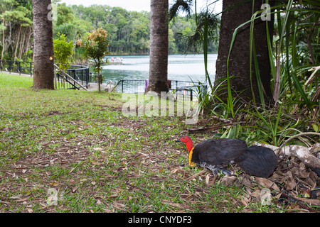 Bürste Türkei (Alectura Lathami), männliche am Lake Eacham, Queensalnd, Atherton Tablelands, Crater Lake Nationalpark Stockfoto