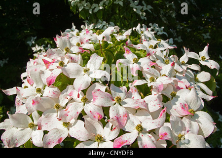 Kousa Hartriegel, japanische Dogwwod (Cornus Kousa), blühen Stockfoto