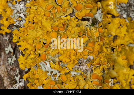 Gemeinsamen orangefarbenen Flechten, gelbe Skala, Maritime Sunburst Flechten, Shore Flechten, Goldener Schild Flechten (Xanthoria Parietina, Parmelia Parietina), auf Rinde, Deutschland Stockfoto