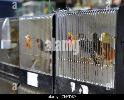 Ordnung Vögel in Käfigen zum Verkauf an die Blume Markt März des Fleurs drehen in einem Vogelmarkt am Sonntag, Frankreich, Paris Stockfoto