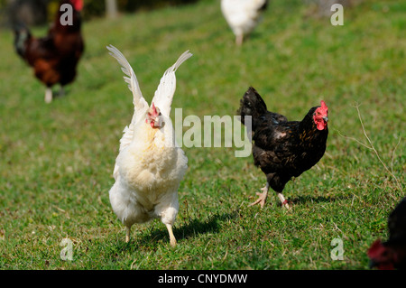 Hausgeflügel (Gallus Gallus F. Domestica), Hennen in Wiese Stockfoto