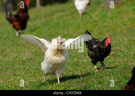 Hausgeflügel (Gallus Gallus F. Domestica), Hennen in Wiese Stockfoto