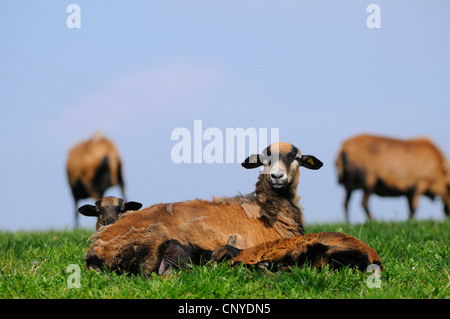 Kamerun, Kamerun-Schafe (Ovis Ammon F. Aries), mit Lämmer Stockfoto